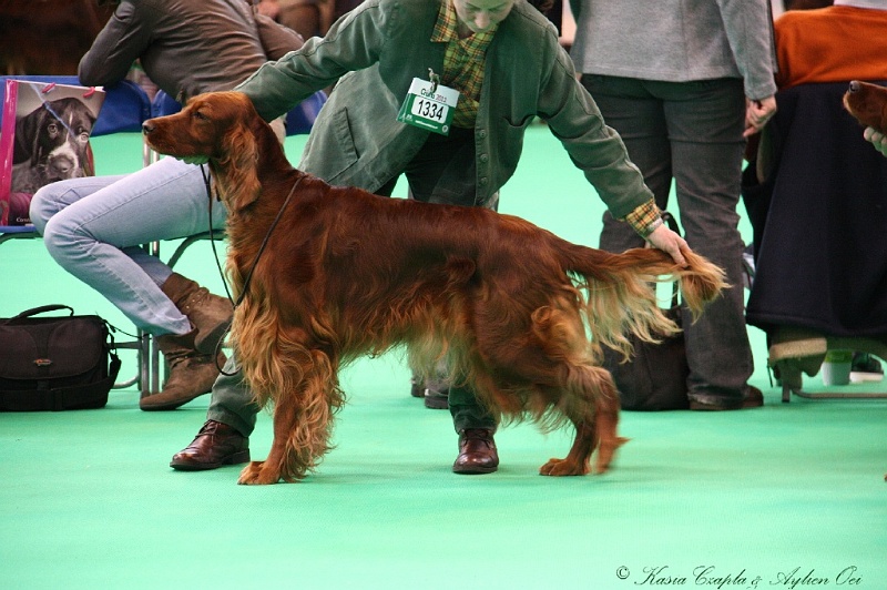 Crufts2011 363.jpg